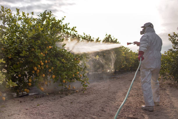 Best Flea Control Services  in Marion, MT
