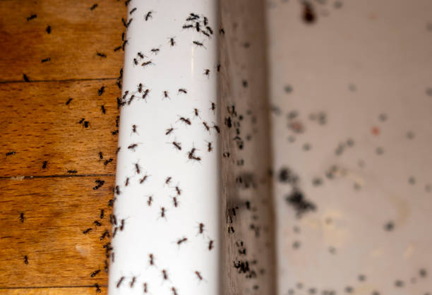 Best Termite Control Services  in Marion, MT