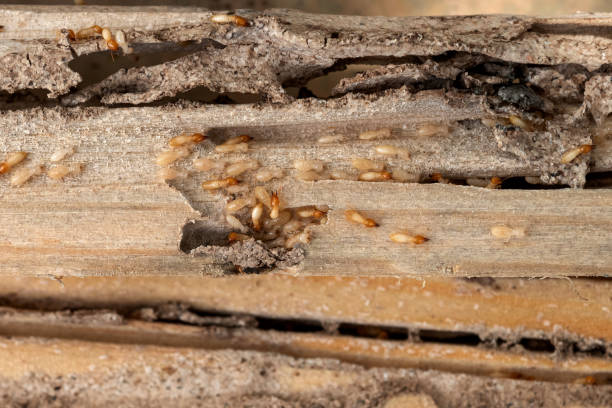 Best Best Pest Control Companies  in Marion, MT