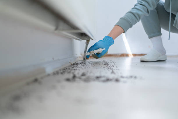Best Wasp Removal Services  in Marion, MT